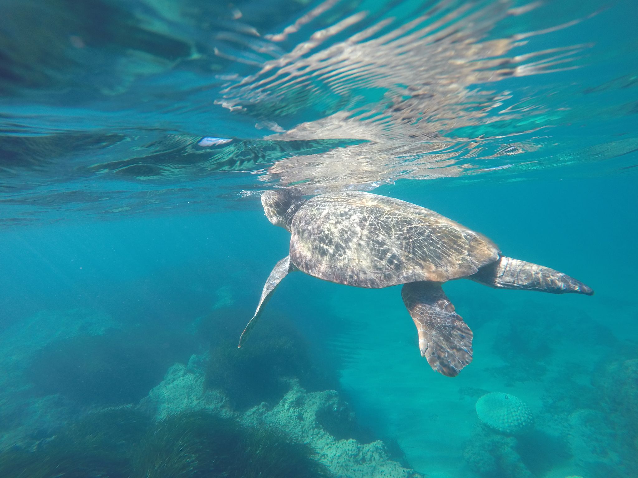 Swim with a turtle paphos